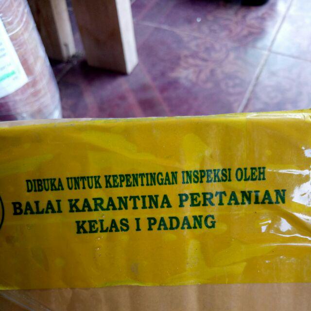 Kaktus Dan Sekulen ( Minimal 30 Packs )