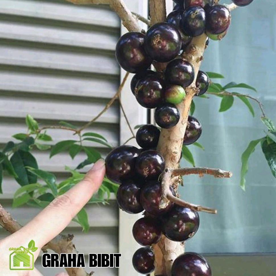 =£1 Tanaman Anggur Pohon Jenis Preco - Jaboticaba Preco <1^