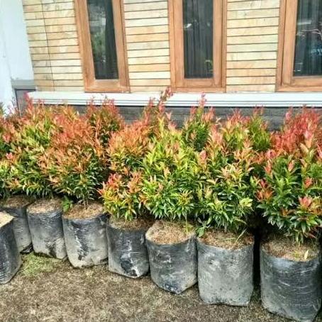 Ready Stock[Silahkn Diorder{Produkunggulan} Tanaman Pucuk Merah 30Cm-50Cm Rimbun Dan Subur
