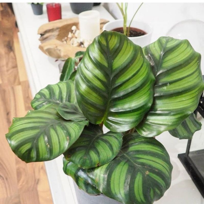 Tanaman Hias Calatea Rotundifolia - Tanaman Hias Calatea