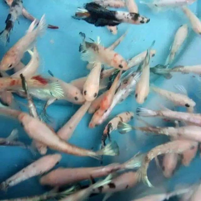 cupang cello line koi/nemo/yelaw/galaxsy