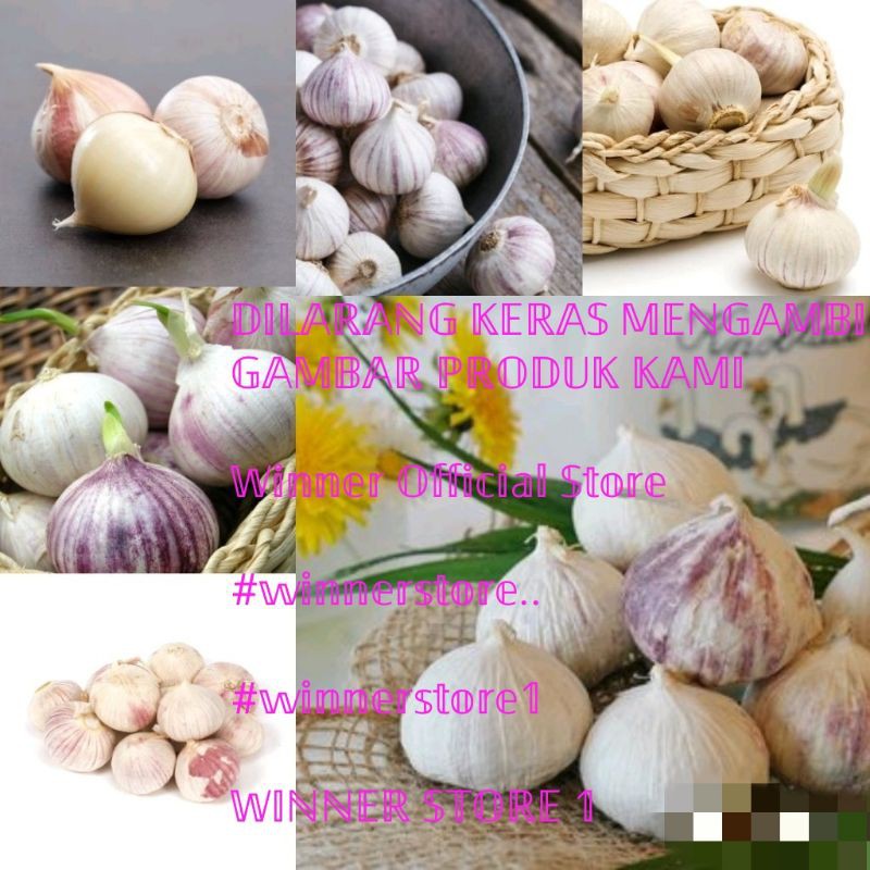 250 Gram Bibit Umbi Bawang Putih Lanang Tunggal Besar Jumbo Shopee Indonesia