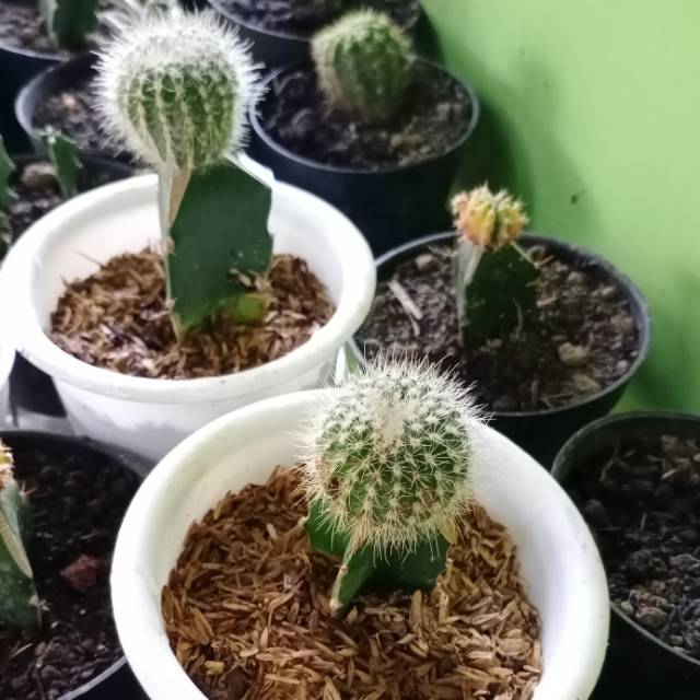 Aneka kaktus grafting gymno pot tawon putih 10 cm Aneka kaktus grafting gymno pot tawon putih 10 cm