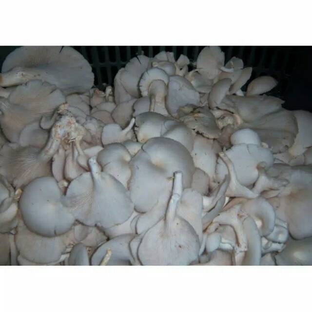 

Jamur Tiram 250 gram