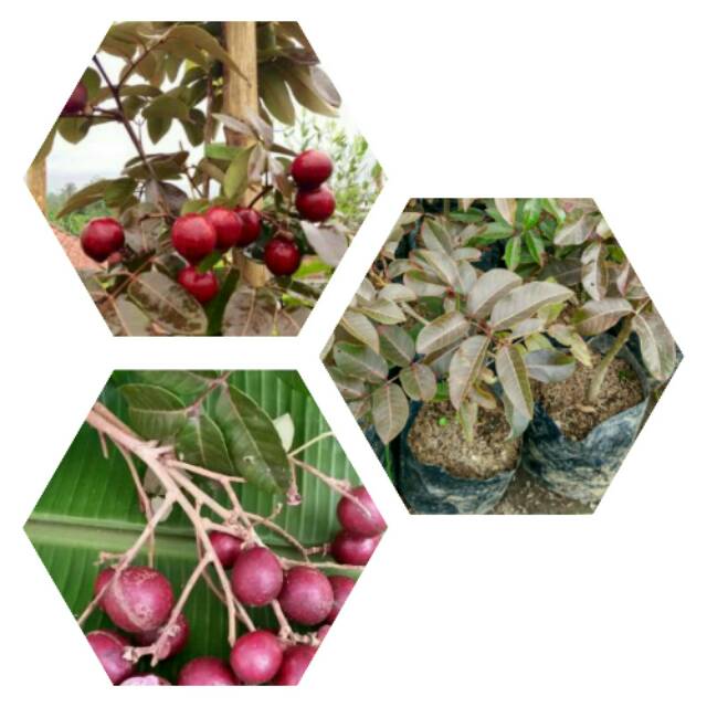 kelengkeng merah/ lengkeng merah