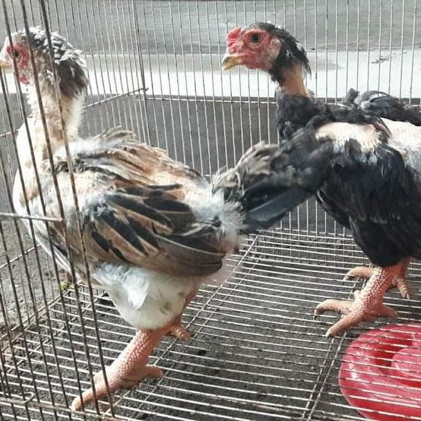 Ayam Hias Dong Tao Vietnam Sepasang