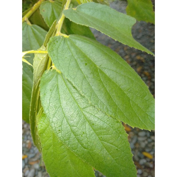 

Daun Gersen