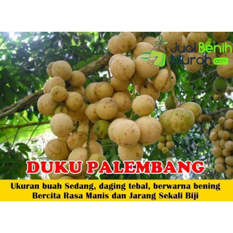 bibit duku tanpa biji