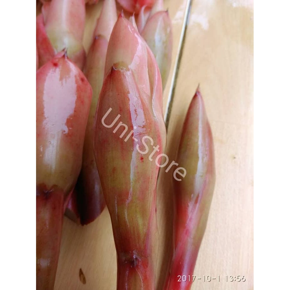 

terabaru Bunga Kecombrang Rombeh / Comrang / Bunga Honje Segar per 1 kg segar