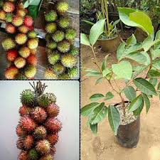

Bibit Rambutan Rapiah