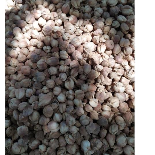 

・ KAPULAGA KAPOL KAPOLOGO KERING BERSIH BLOWER JAWA GROSIR MURAH 1KG ✚