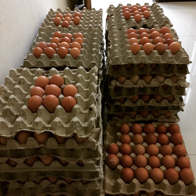 

Telur Fresh