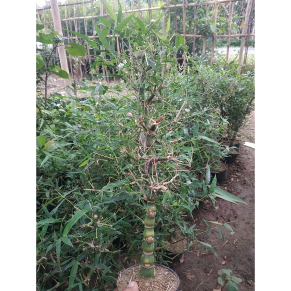 Bambu Tasbih /bambu katak /bambu nagin