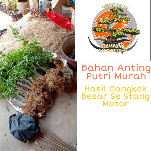 Bahan bonsai anting Putri Batang Berkarakter MURAH