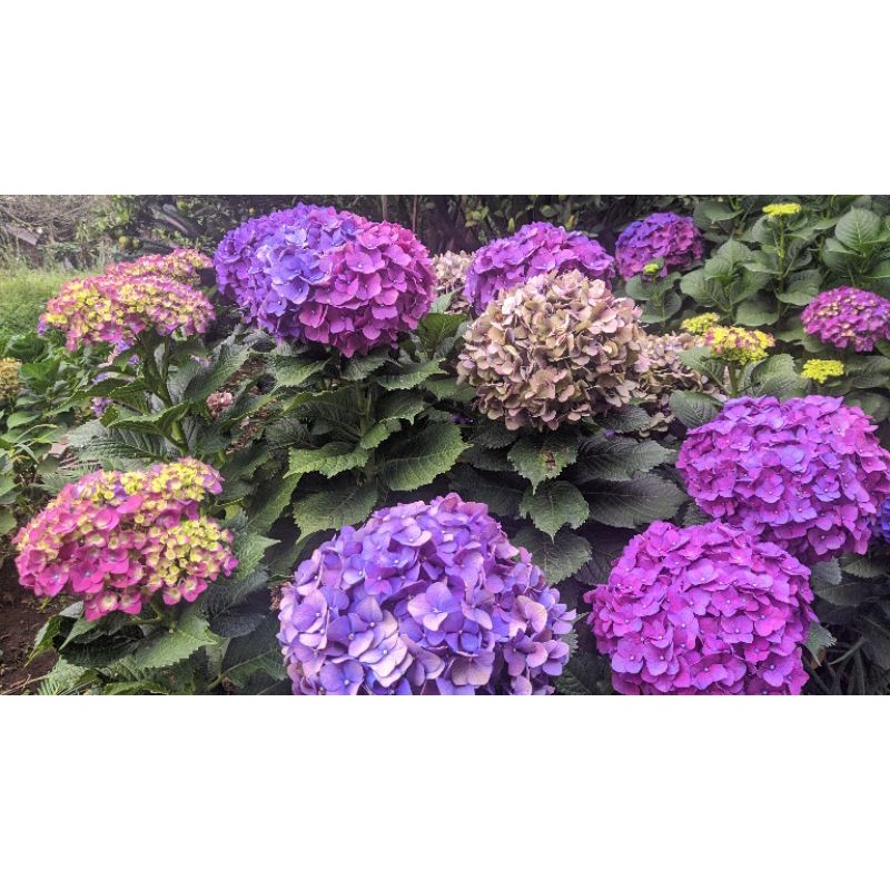 Tanaman  hias pancawarna Holland /hortensia