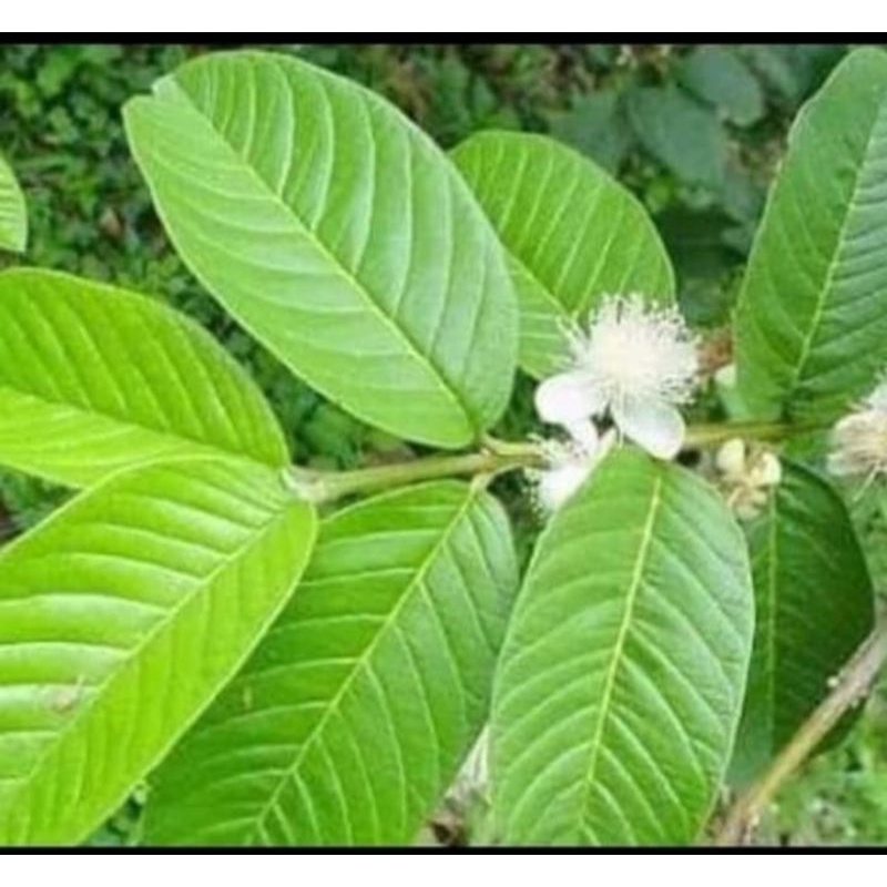 daun jambu biji organik obat alami diare rambut rontok diabetes demam 50lmbr