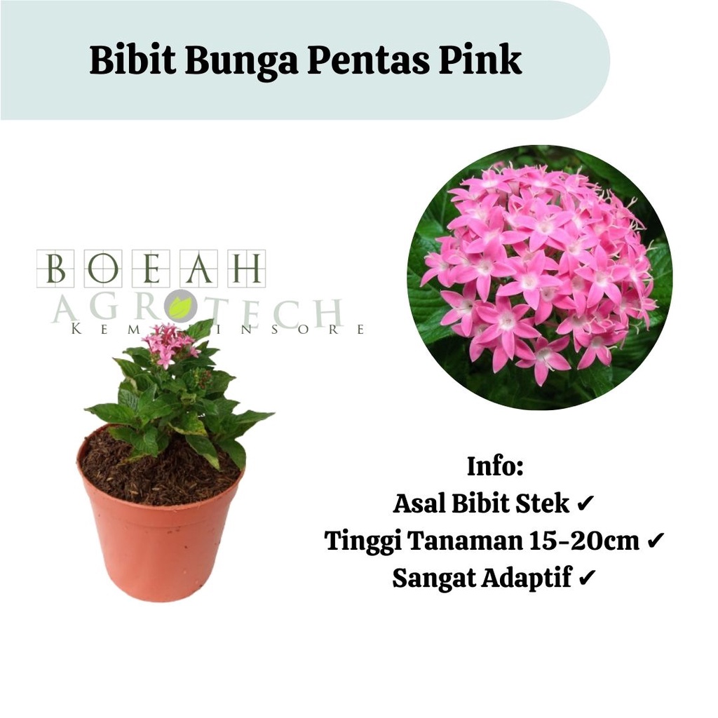 Bibit Tanaman Bunga Pentas Warna Pink Cantik