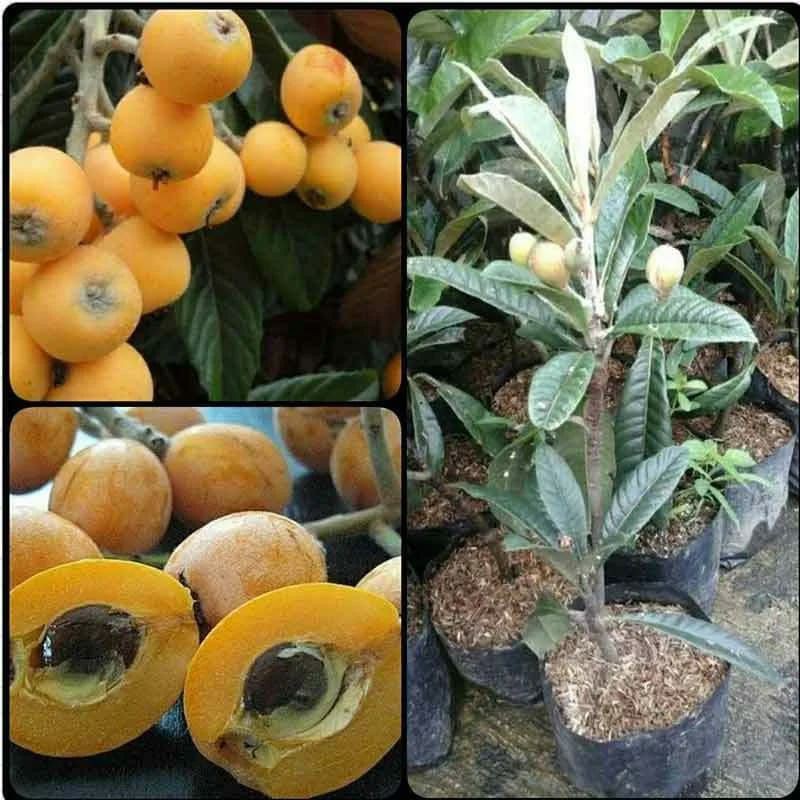 bibit buah leci kuning