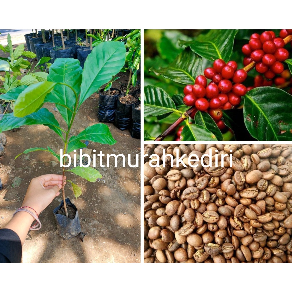 Bibit Kopi Robusta Unggul Siap Tanam Unggul