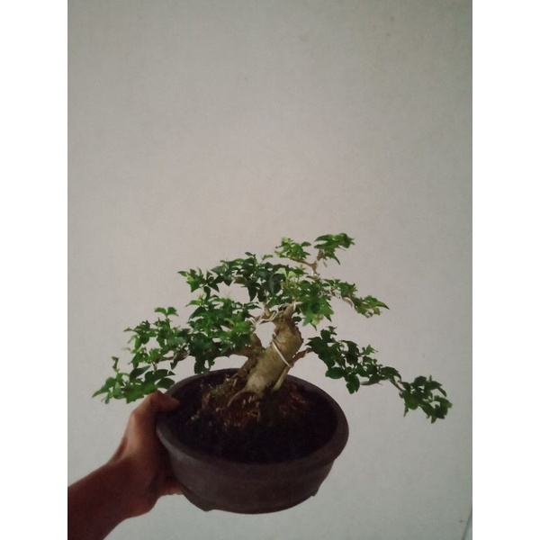 bonsai jadi siap dipajang...