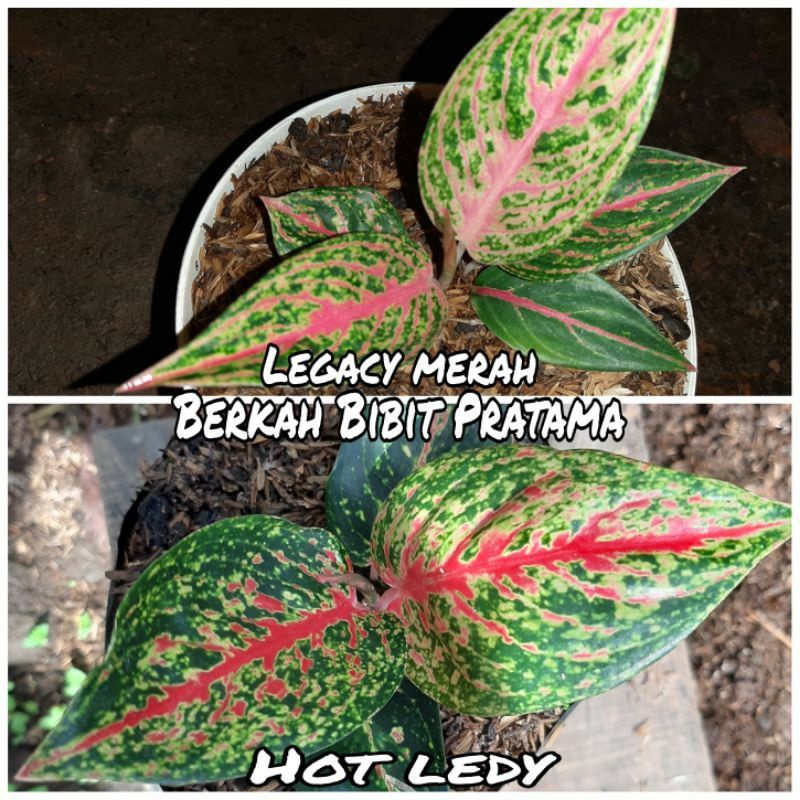 Aglonema anakan 2batang Legacy merah dan Hot ledy