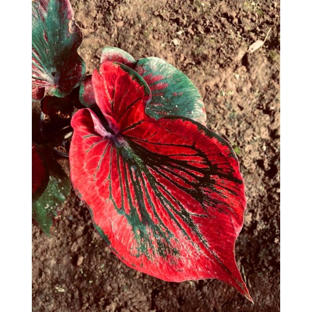 Keladi Hias Super Red Ceria Ganda | Red Ceria Daun Ganda [ Doble Leaf ]