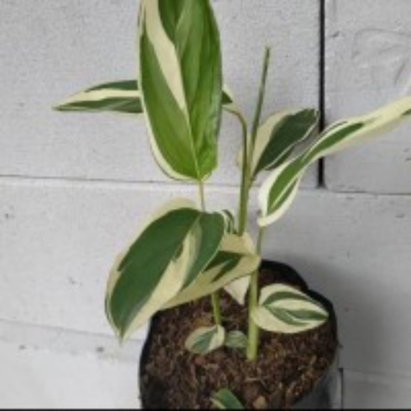 tanaman hias/ganyong varigata/varigata