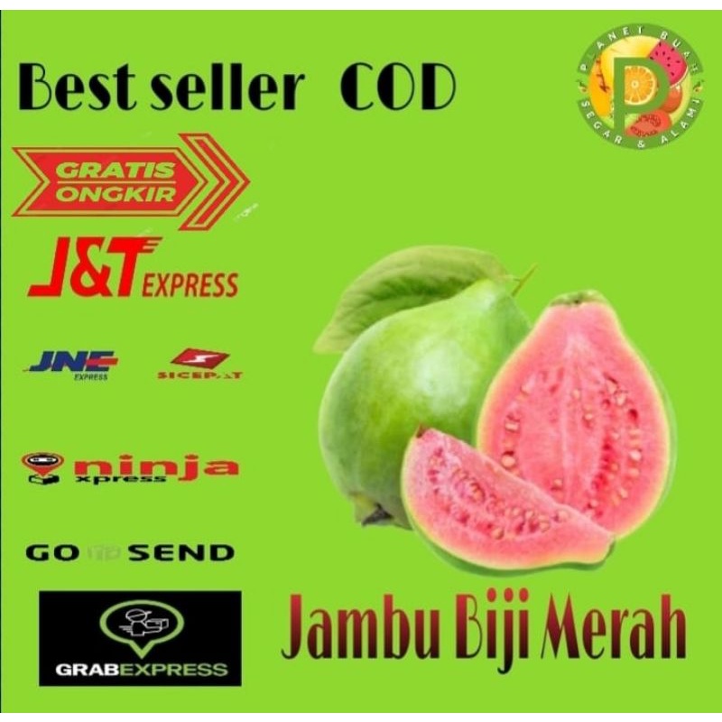 

BUAH JAMBU BATU JAMBU BIJI MERAH REED GUAVA BUAH