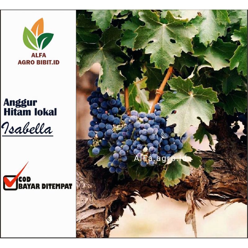 Bibit Anggur Hitam Lokal