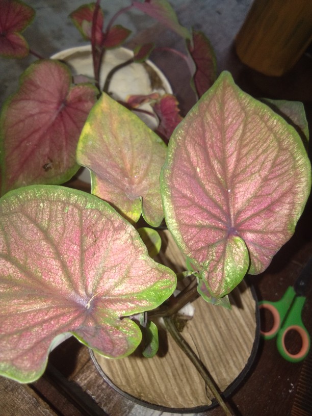 Tanaman Hias Caladium/keladi Red Jaguar Daun Ganda (bisa Cod)