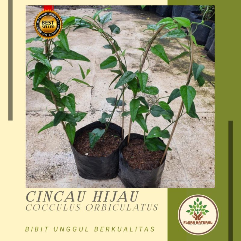 Bibit tanaman cincau jelly Pohon cincau hijau rambat - daun cincau hijau