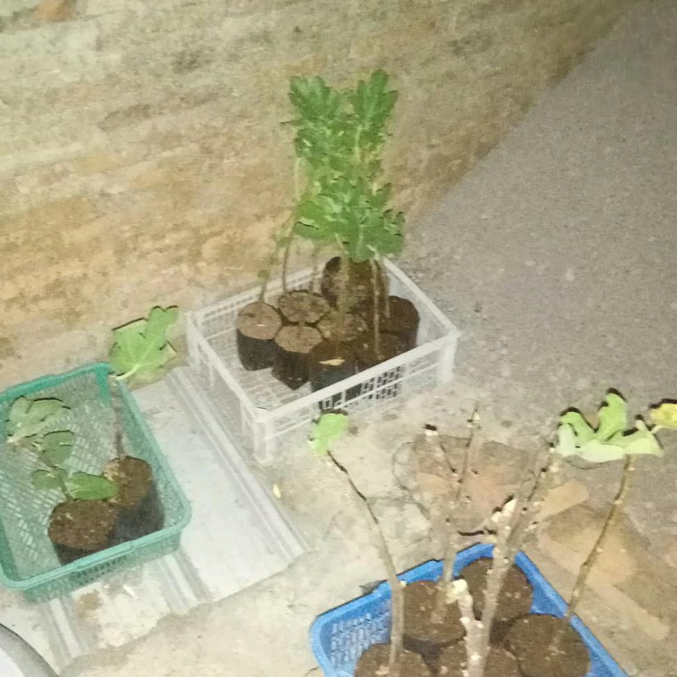 Unggulan Pohon Buah Tin Tgf Jumbo #_*