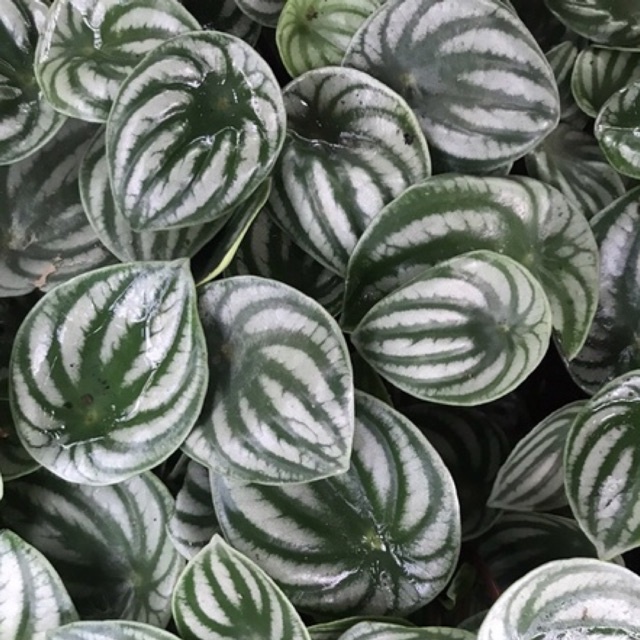 *CUCI GUDANG JUMBO* - Peperomia Watermelon JUMBO