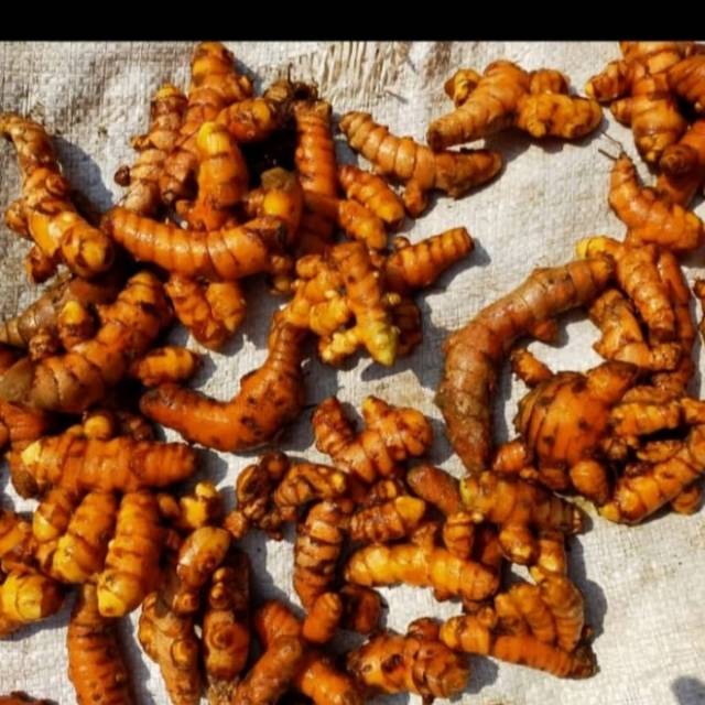 

Kunyit Segar Fresh Asli dari Baduy 1 Kg