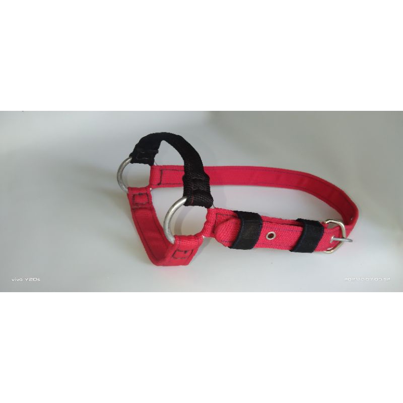 brangus domba / kambing