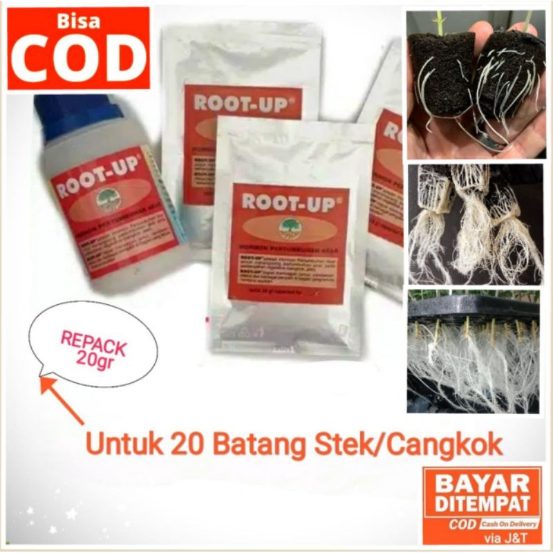 ROOT UP PENUMBUH AKAR, HORMON PENUMBUH AKAR