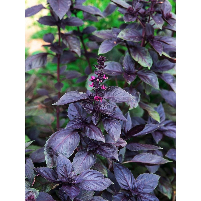 Bibit Red Leaf Basil/Red Rubin Basil Kemangi Merah