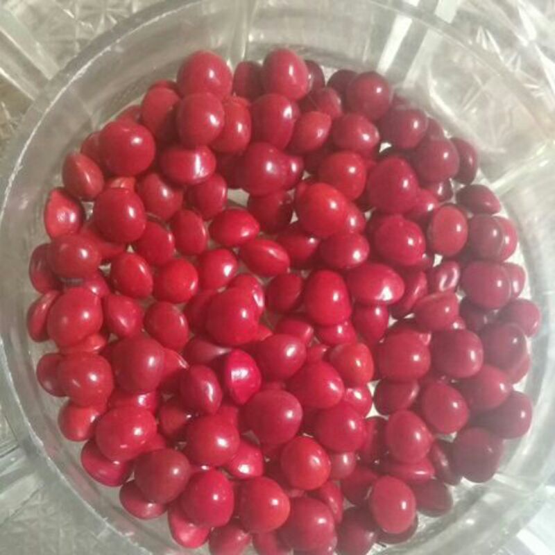 Biji SAGA MERAH untuk kerajinan tangan/KOLASE