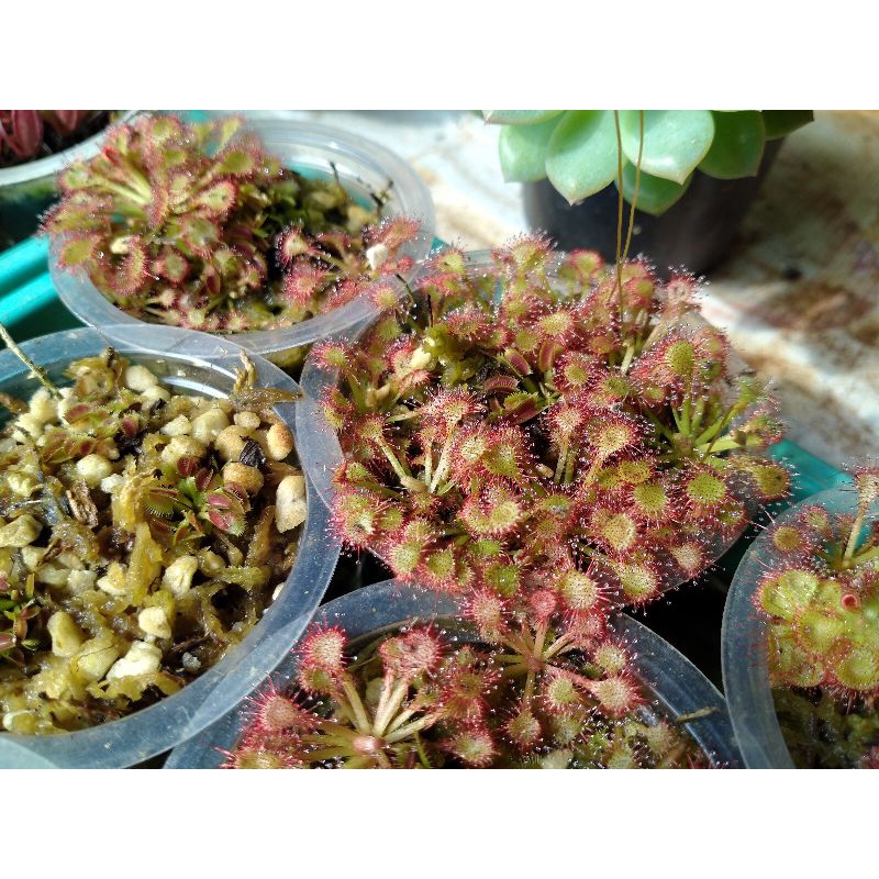 Drosera Capillaris
