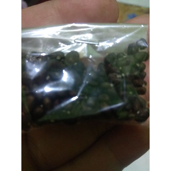 bibit bunga telang / benih bunga telang 100 biji