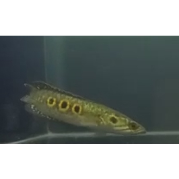 Channa Pleuro Size 6-7cm