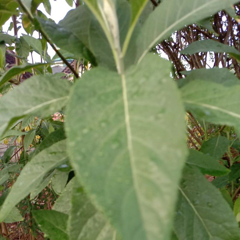 

Daun Afrika segar herbal 250 gr