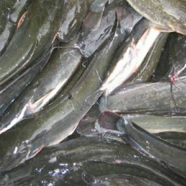 

Ikan Lele Hidup 1 kg (D.6)