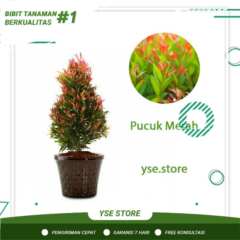 Bibit pucuk merah kecil