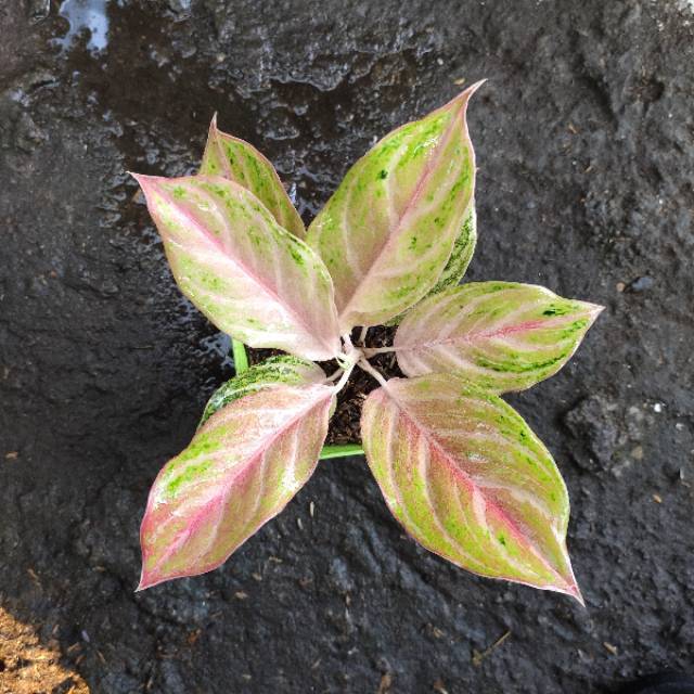 Tanaman Hias Aglonema - Bidadari Daun Merah (Dewasa Dikirim Sesuai Foto)