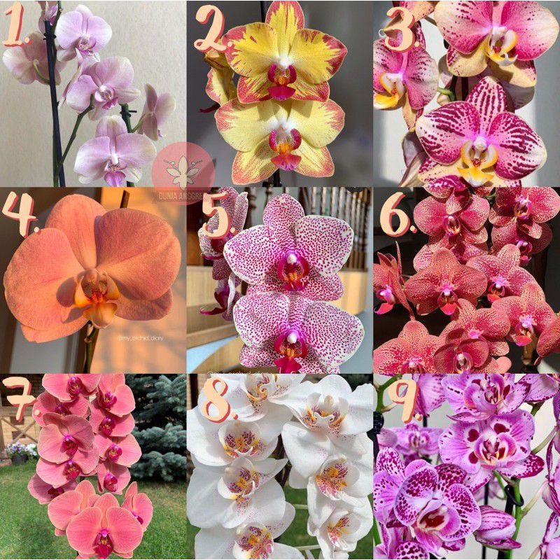 PROMO 9 PAKET TANAMAN HIAS DENDROBIUM SEEDLING ANGGREK