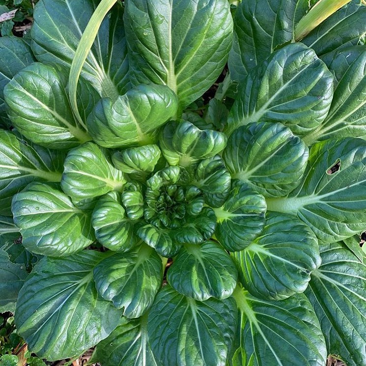 Benih Bibit Biji - Sawi Tatsoi Pagoda Sayur Ta Ke Cai (Rosette Bok Choy) Seeds - Panen Dalam 40 Hari