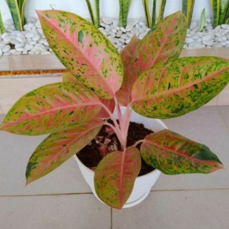( BISA COD ) Tanaman Hias Aglonema Bigroy Dewasa / Bunga Hias Aglaonema Big Roy / Tanaman Hidup Aglo
