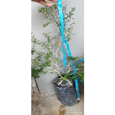 Saeng Simbur Super Mikro Vietnam Prokar