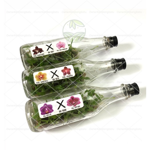BIBIT ANGGREK BULAN BOTOL | anggrek bulan botol | anggrek bulan botolan